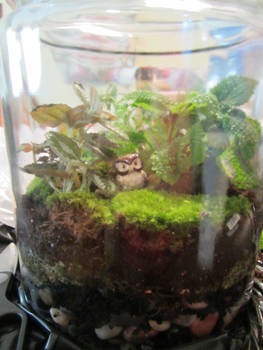 Apothecary Jar Terrarium