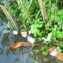 Feathers in Lake II