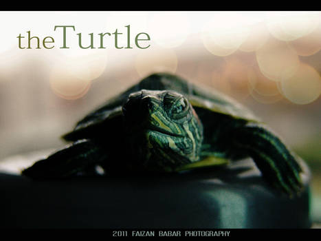 turtle 2