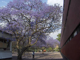 Tokyo:pink then Mexico:purple