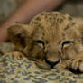 Lion cub 001