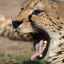 Cheetah yawwwwn