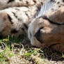 Sleepy cheetah face