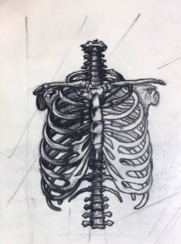 Deviantart Ribs Arched Explore the Best Ribs Art | DeviantArt