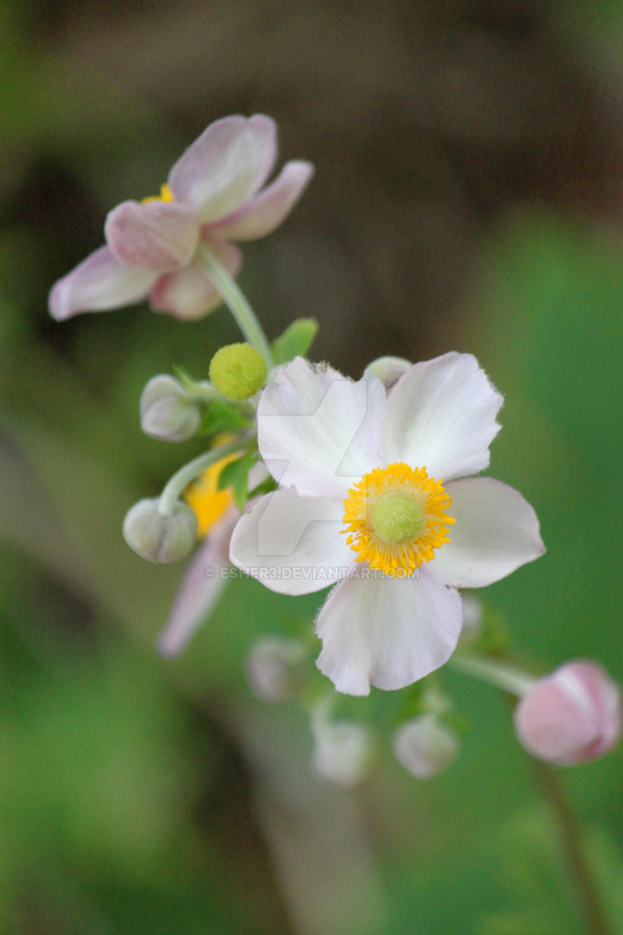 Tiny Flower