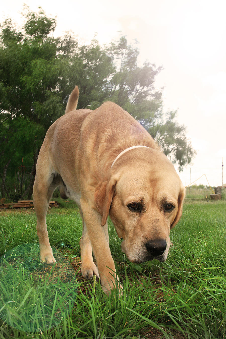 Rusty Walking