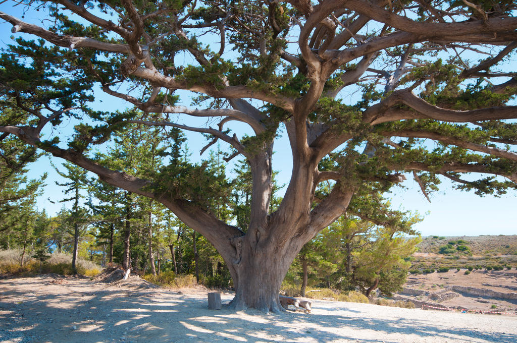 Old cypress-tree.