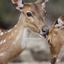 Wash Up Deer