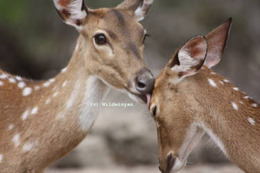 Wash Up Deer by WildWinyan