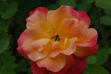 Roses in the yard 2