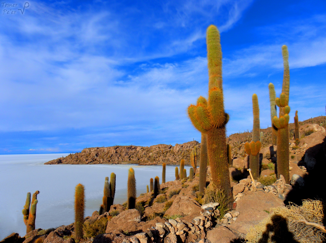 Cacti Island, The Salar Desert, Bolivia