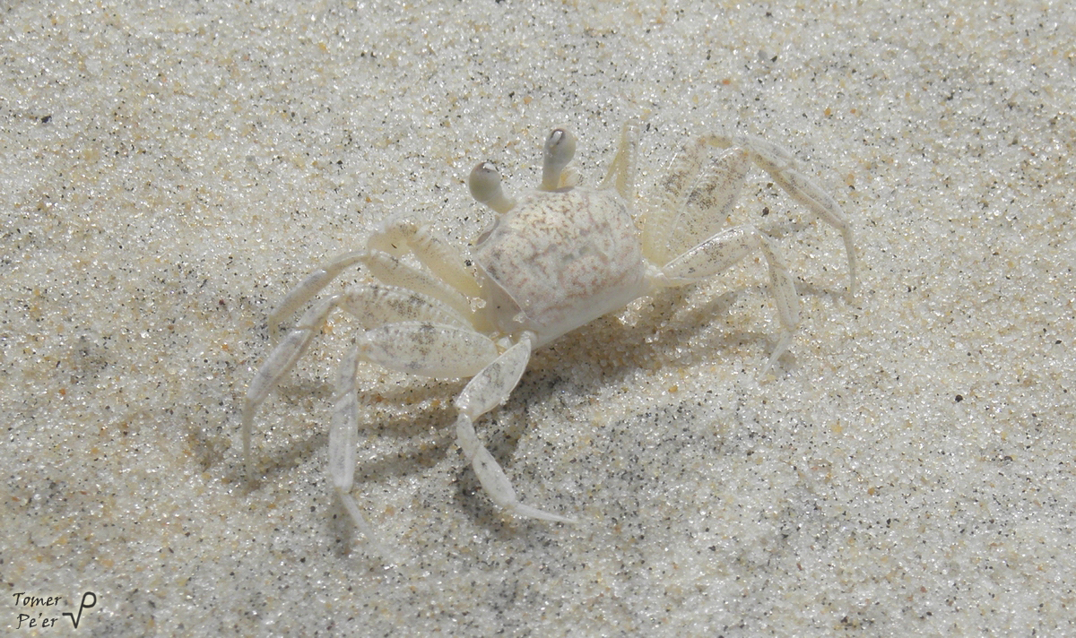 Sand White Ghost Crab (Ocypode Quadrata)