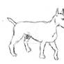 Bull Terrier