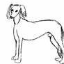 Saluki