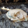 Freya Lynx Skull