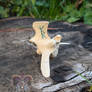 Binderune Vertebrae