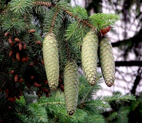 Old and New Pine cones