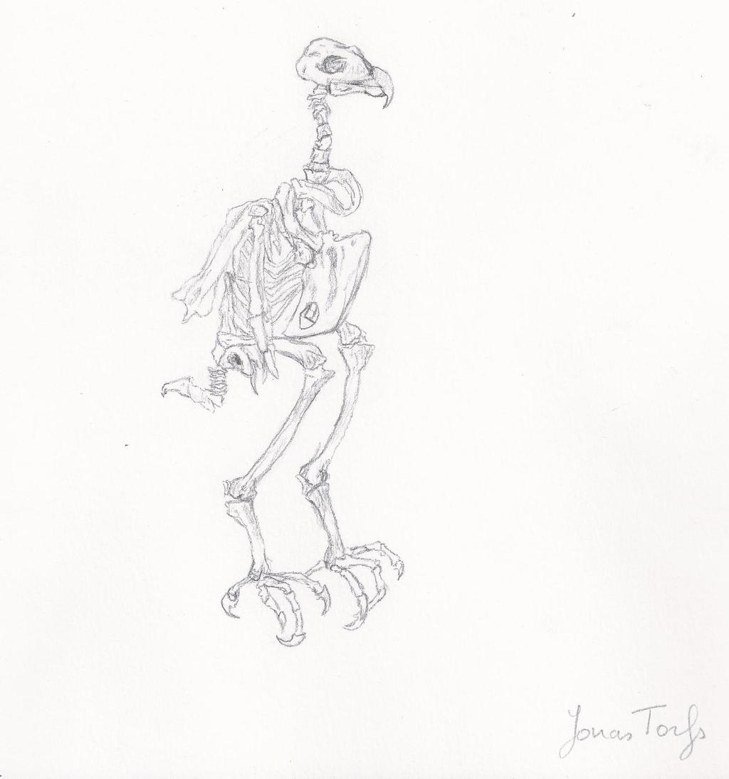 Hawk Skeleton by JowJonas on DeviantArt