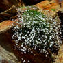 White Flowers