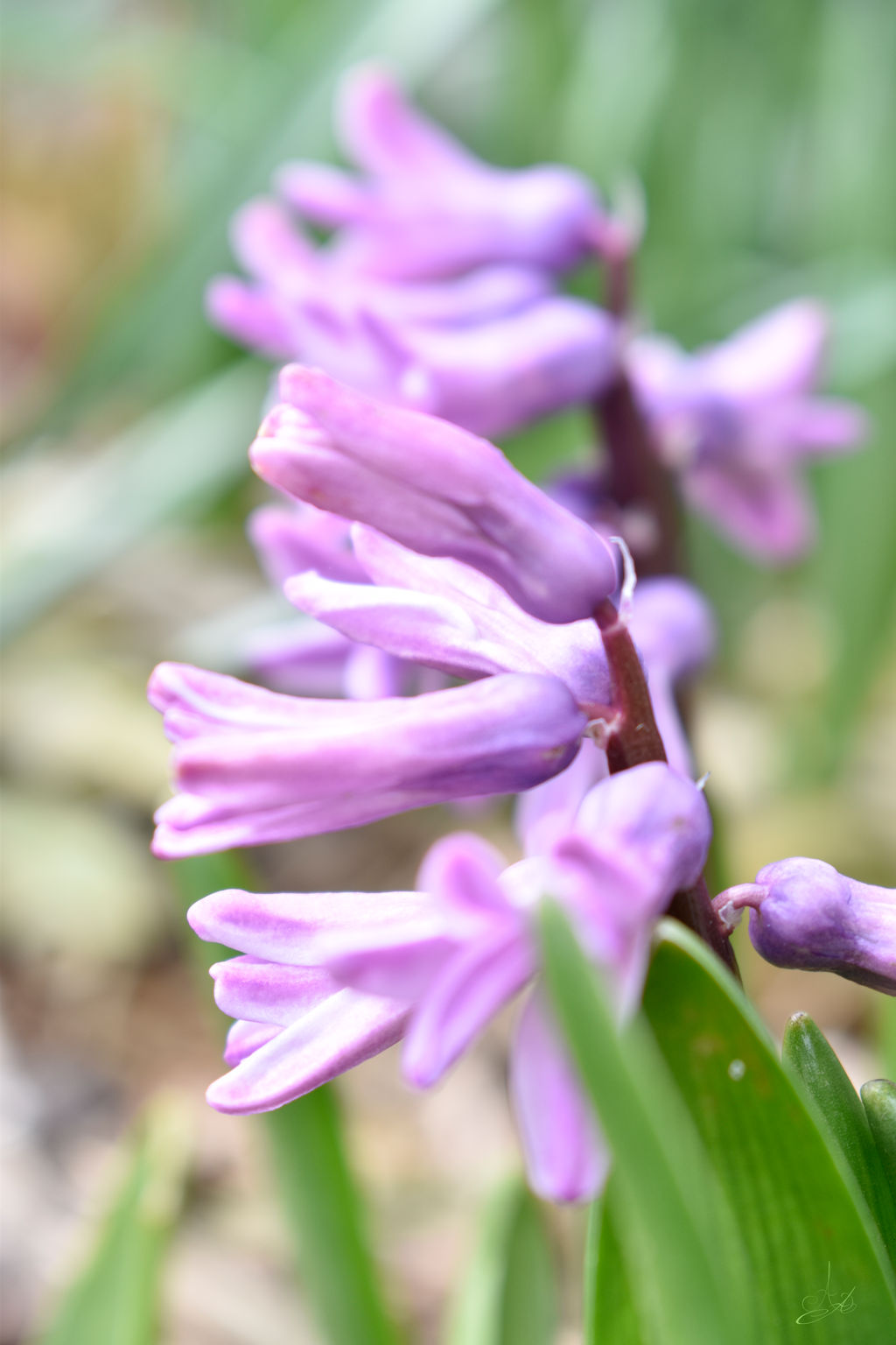 Jacinthe Hyacinth By Aibell1 On Deviantart Jacinthe Hyacinth By Aibell1 On Deviantart
