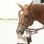 Chestnut Gelding 004