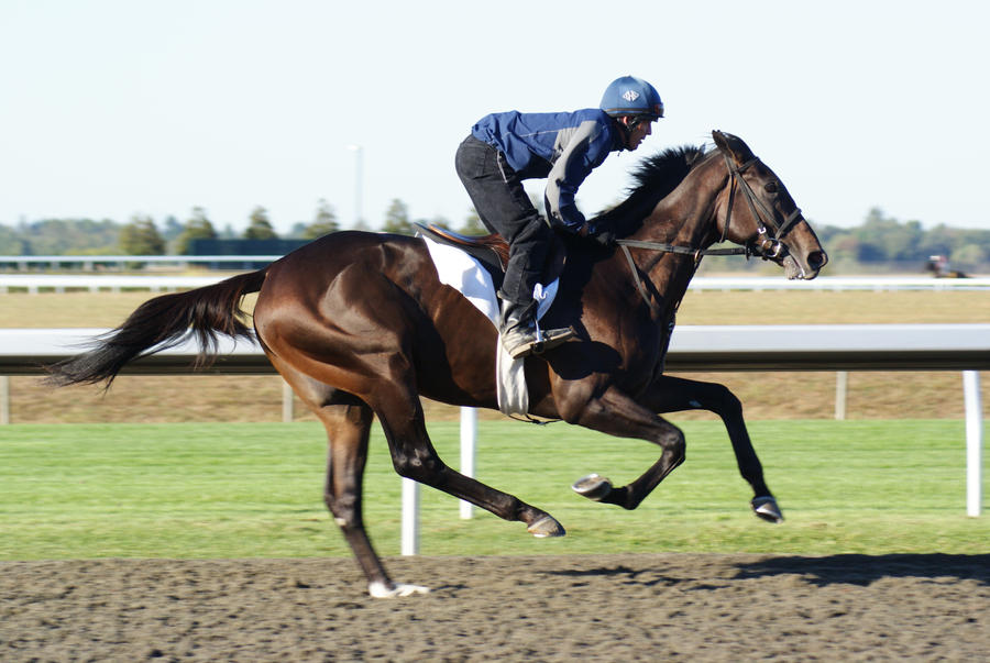 Bay Thoroughbred Gelding 005