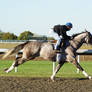 Gray Thoroughbred 001