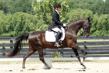 Black Saddlebred Gelding 002