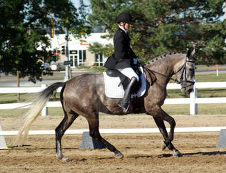 Rose Grey Dressage Mare