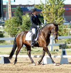 Bay Dressage Mare