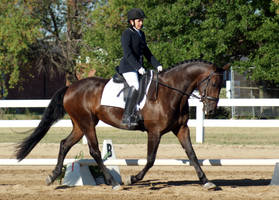 Bay Dressage Mare