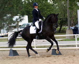 Black Warmblood Gelding