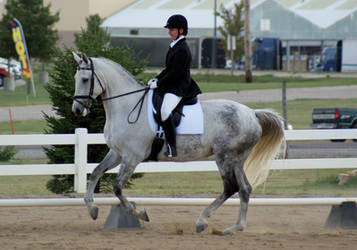 Grey Warmblood Mare