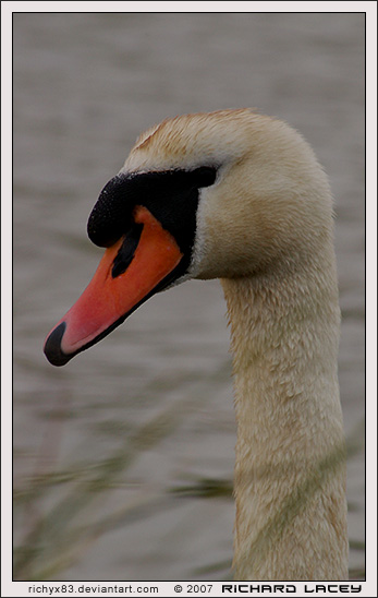 The Swans of Blennerville