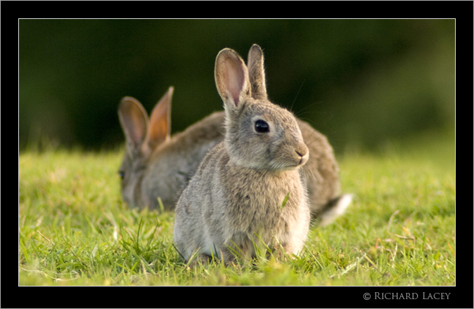 Sunny Bunnies