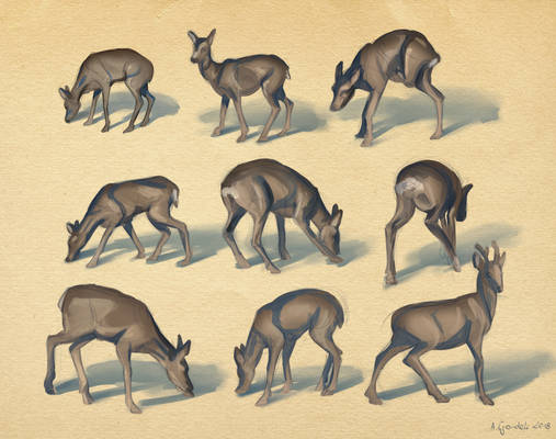 Deers - Studies
