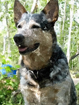 Watercolour Australian Cattle Dog