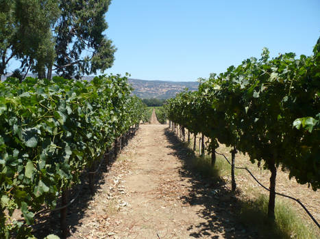 Andretti Vineyard