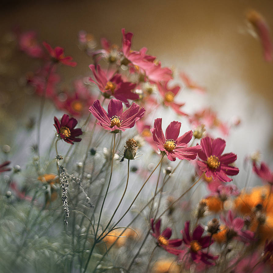 spring, the by frayart spring, the by frayart