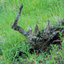 Dead Carcass of a Tree Surrounded by the Greenness