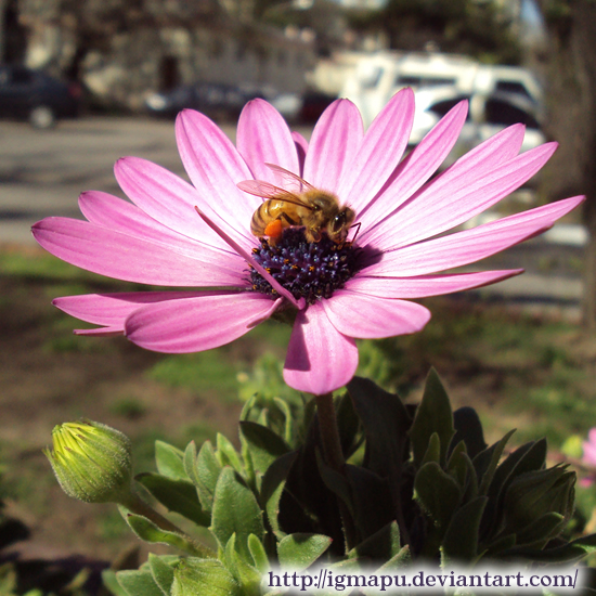 Abeja en flor