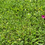 Grass.1