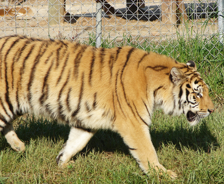 Tiger Cubs 2