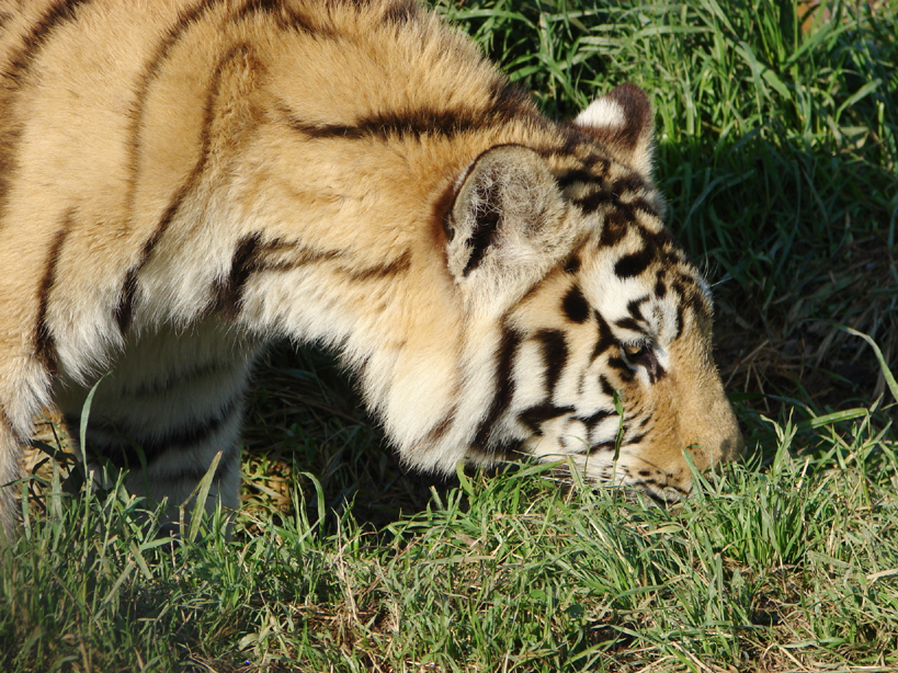 Tiger Cubs 3