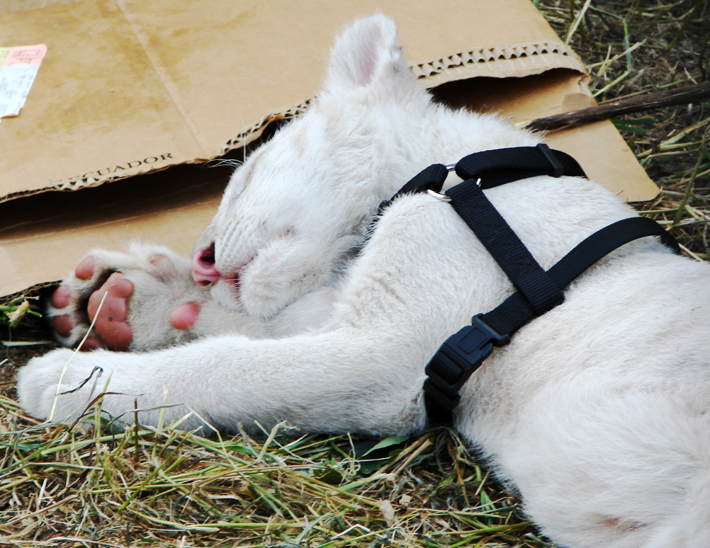 White tiger cub 14