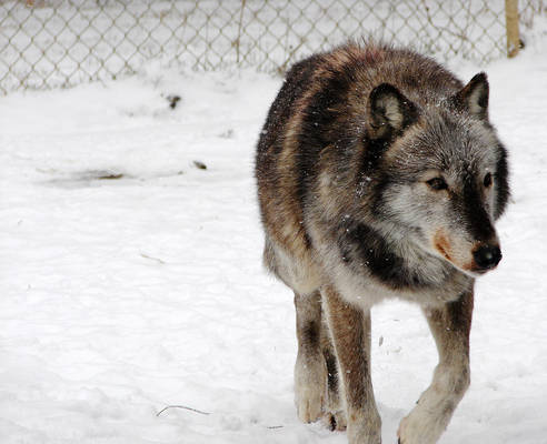 Ami in snow