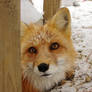 Fox in snow