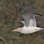 herring gull