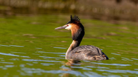 great crested grebe by mrordinary