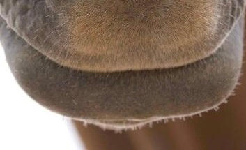 Avicii the Brown Horse (Avicii Mouth Close Up 4 by NickelodeonFan2025 ...